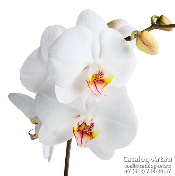 Натяжные потолки с фотопечатью - Белые орхидеи 10